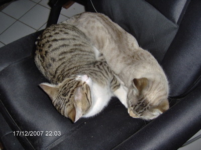 bon gros dodo a vous